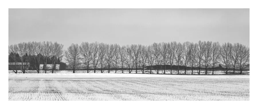 The Windrow
